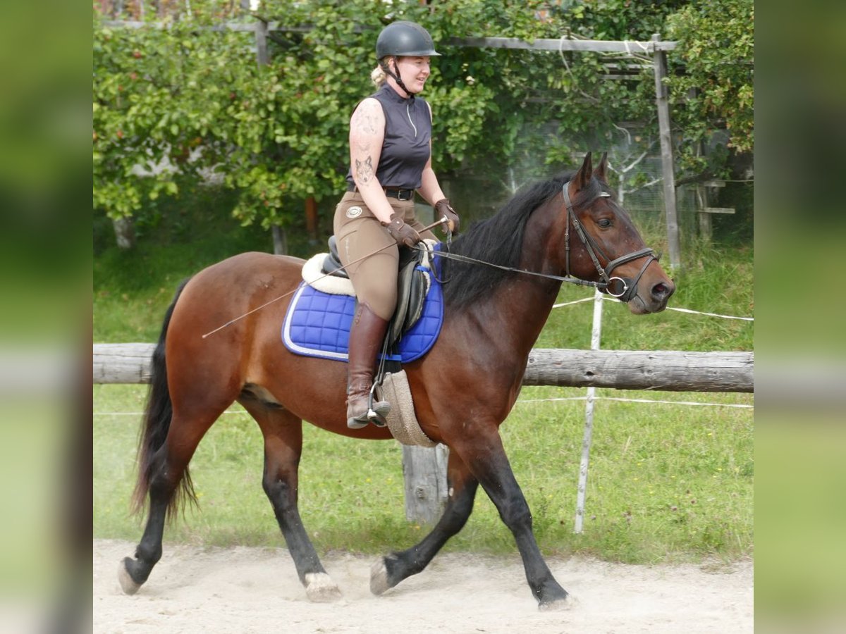 Huzule Mix Wallach 5 Jahre 150 cm Brauner in Ramsau/Dachstein
