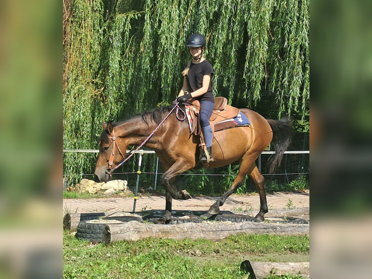 Huzule Wallach 7 Jahre 147 cm Brauner in Bayerbach
