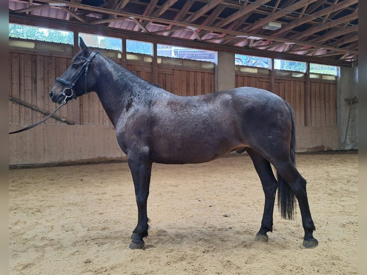 Huzule Wallach 8 Jahre 147 cm Schwarzbrauner in Vasoldsberg