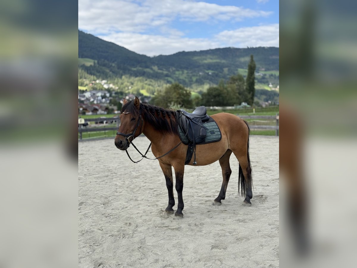 Huzule Wallach 9 Jahre 143 cm Falbe in Sankt Margarethen im Lungau