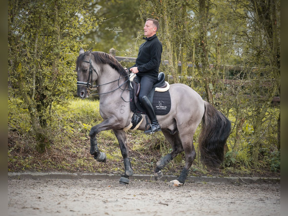 I-DON MALAGUENO Lusitano Hengst Grullo in Mettmann