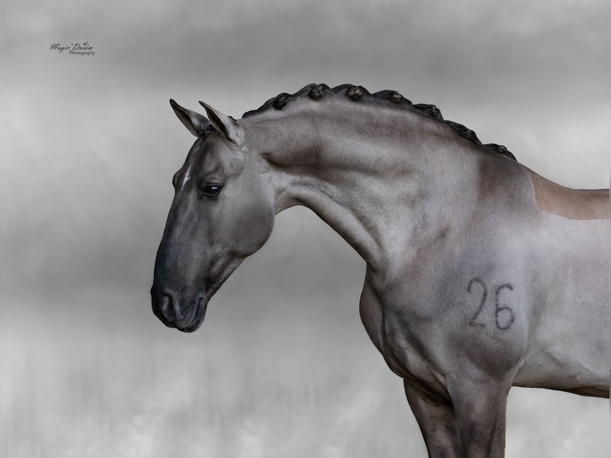 I-DON MALAGUENO Lusitano Stallion Grullo in Mettmann