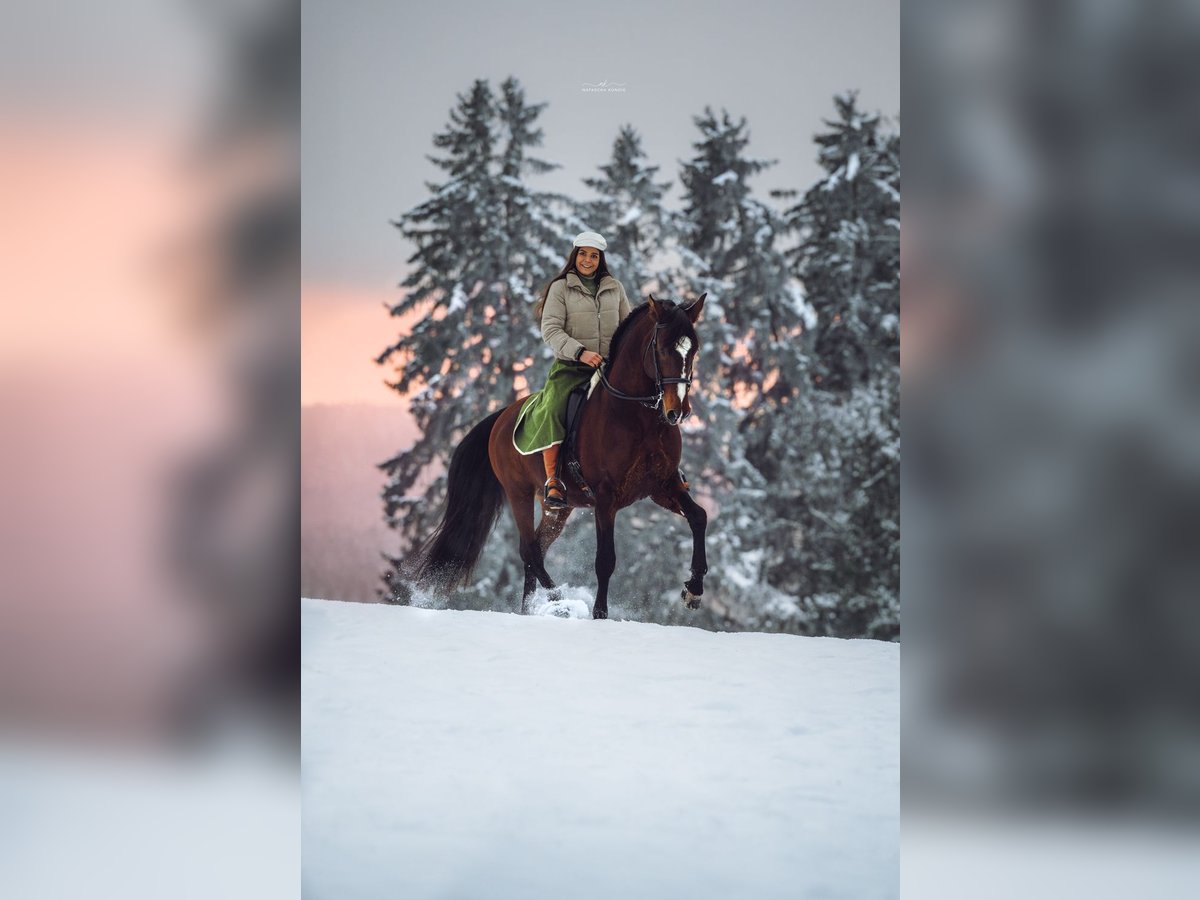 IBANERO AR Lusitano Stallone in Amerang