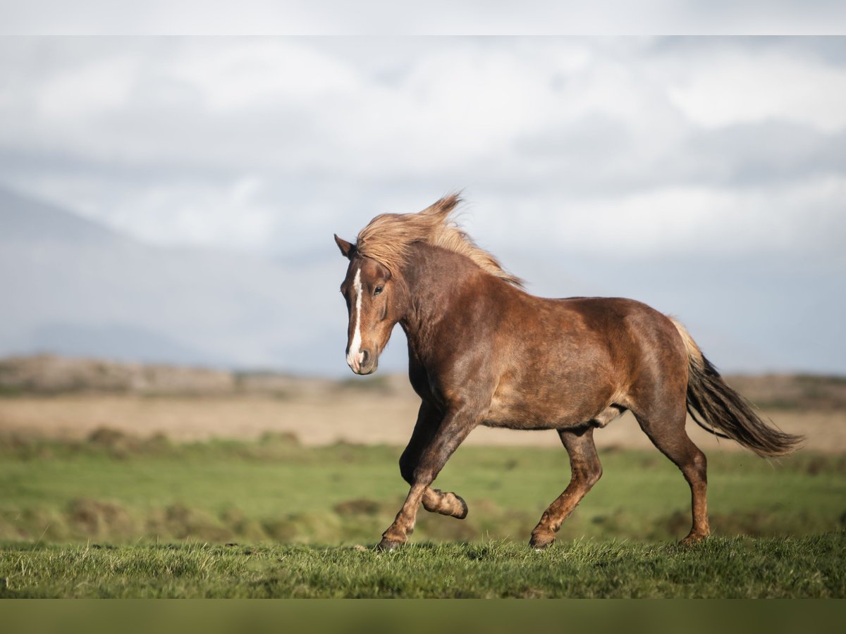 Icelandic Horse Gelding 10 years 12,2 hh Chestnut-Red in Bad Doberan