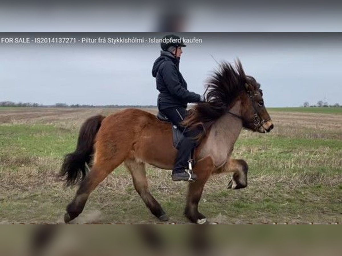 Icelandic Horse Gelding 10 years 13,2 hh Brown in Schneverdingen