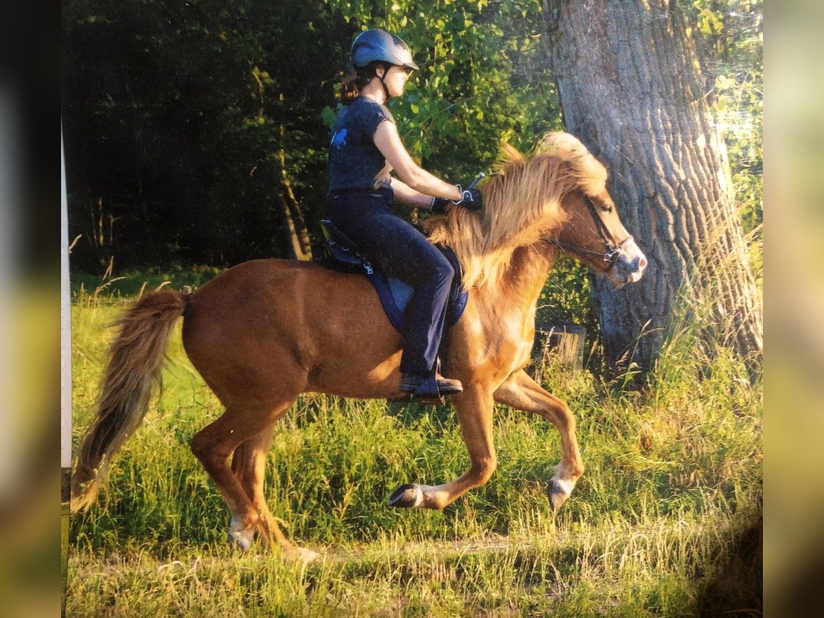 Icelandic Horse Gelding 10 years 13,2 hh Chestnut-Red in Asendorf