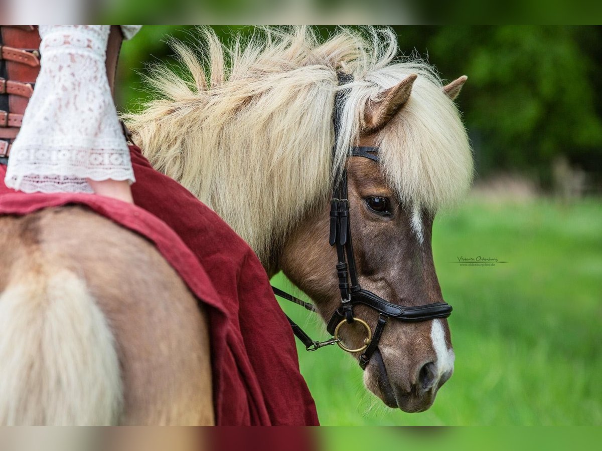 Icelandic Horse Gelding 10 years 13,2 hh Dun in Bassum