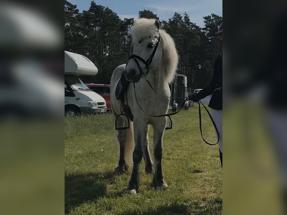 Icelandic Horse Gelding 10 years 13,2 hh Gray in BuxtehudeBuxtehude