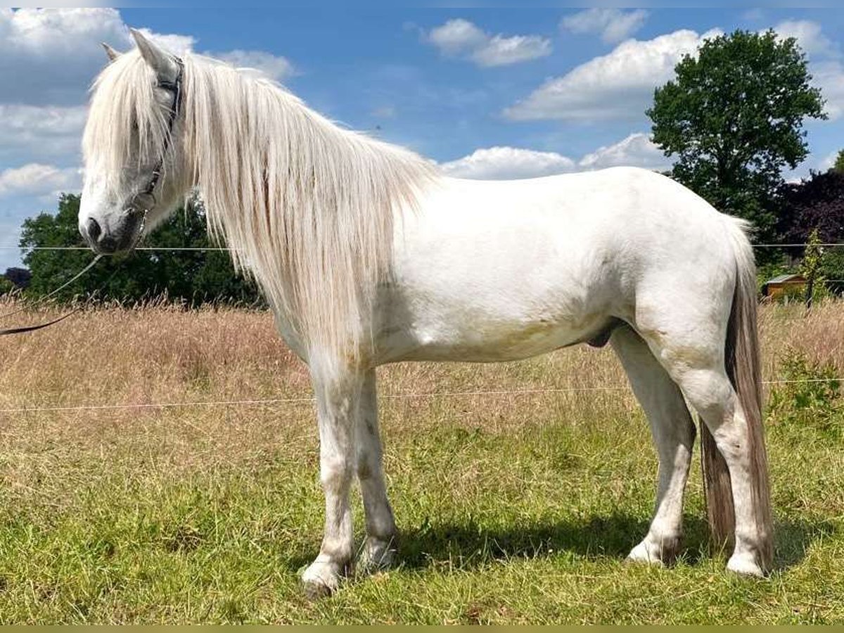 Icelandic Horse Gelding 10 years 13,2 hh Gray in Stapelfeld