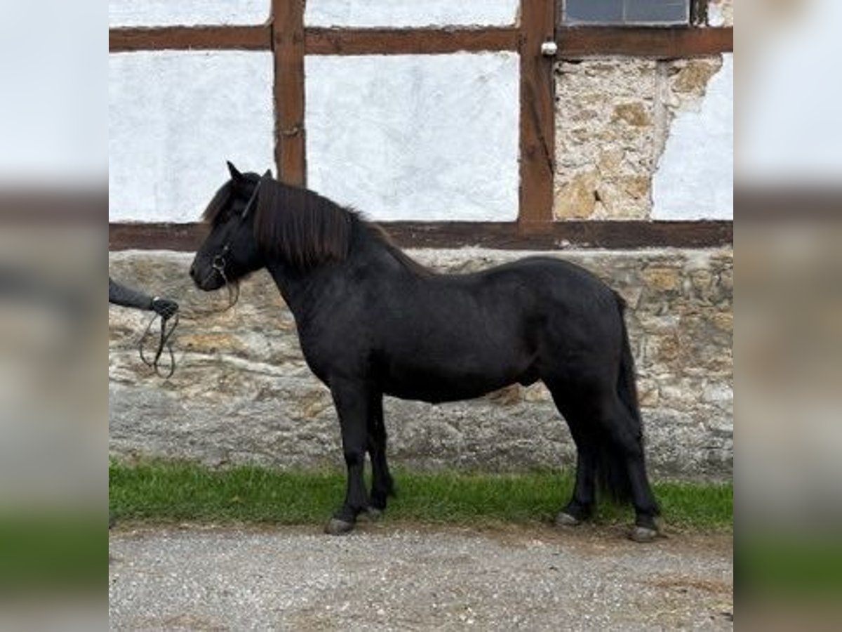 Icelandic Horse Gelding 10 years 13,2 hh Black in Bad Driburg