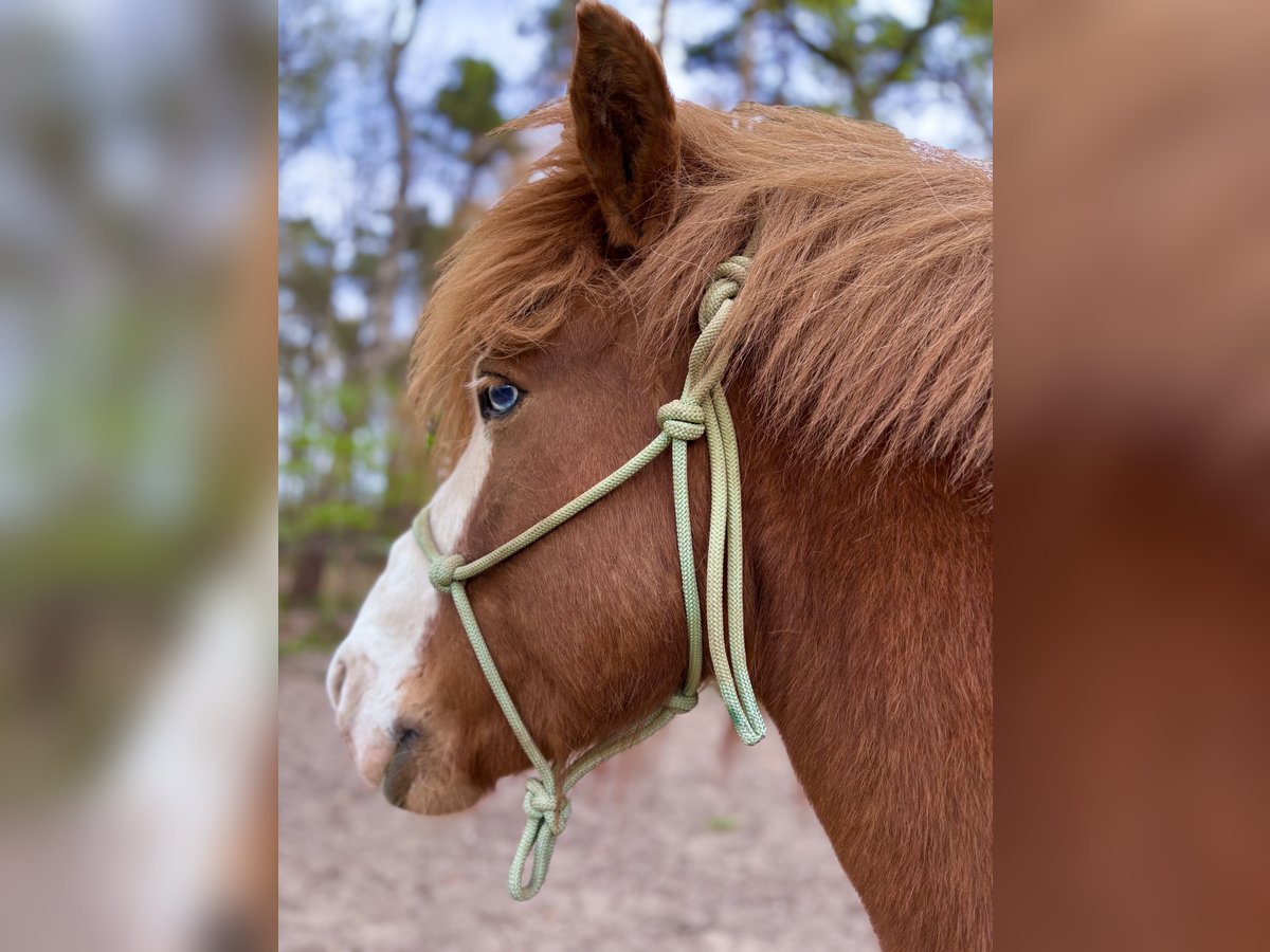 Icelandic Horse Gelding 10 years 13,2 hh Chestnut-Red in Wedemark Icelandic Horse Gelding 10 years 13,2 hh Chestnut-Red in Wedemark