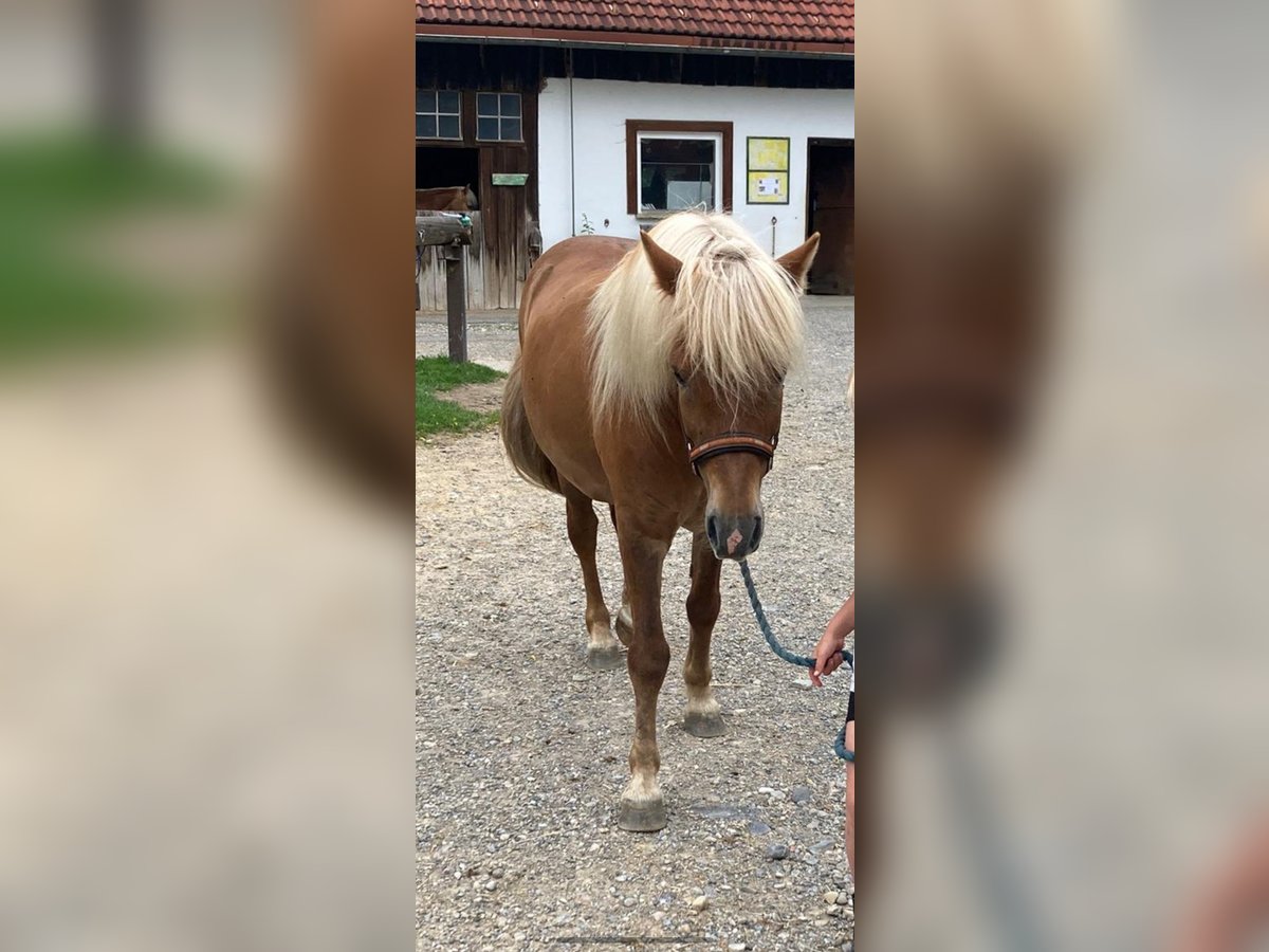 Icelandic Horse Gelding 10 years 13,2 hh Chestnut-Red in Immenstadt im Allg&#xE4;u