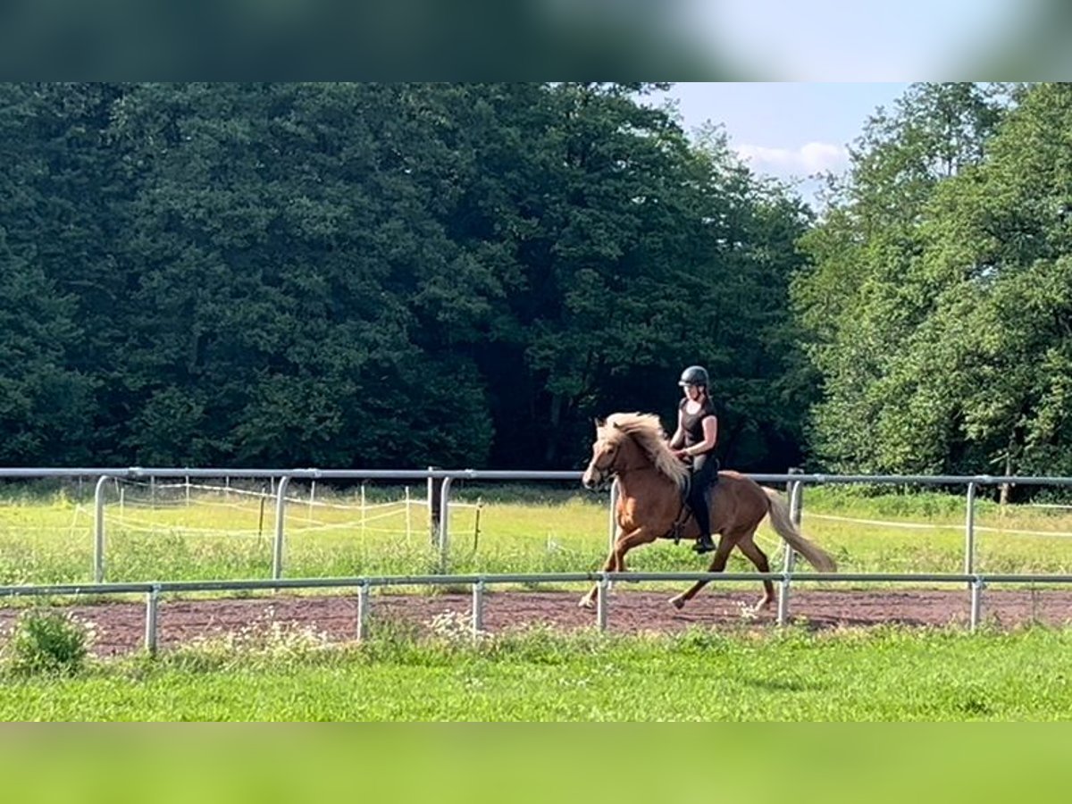 Icelandic Horse Gelding 10 years 13,3 hh Chestnut-Red in SoltauSoltau