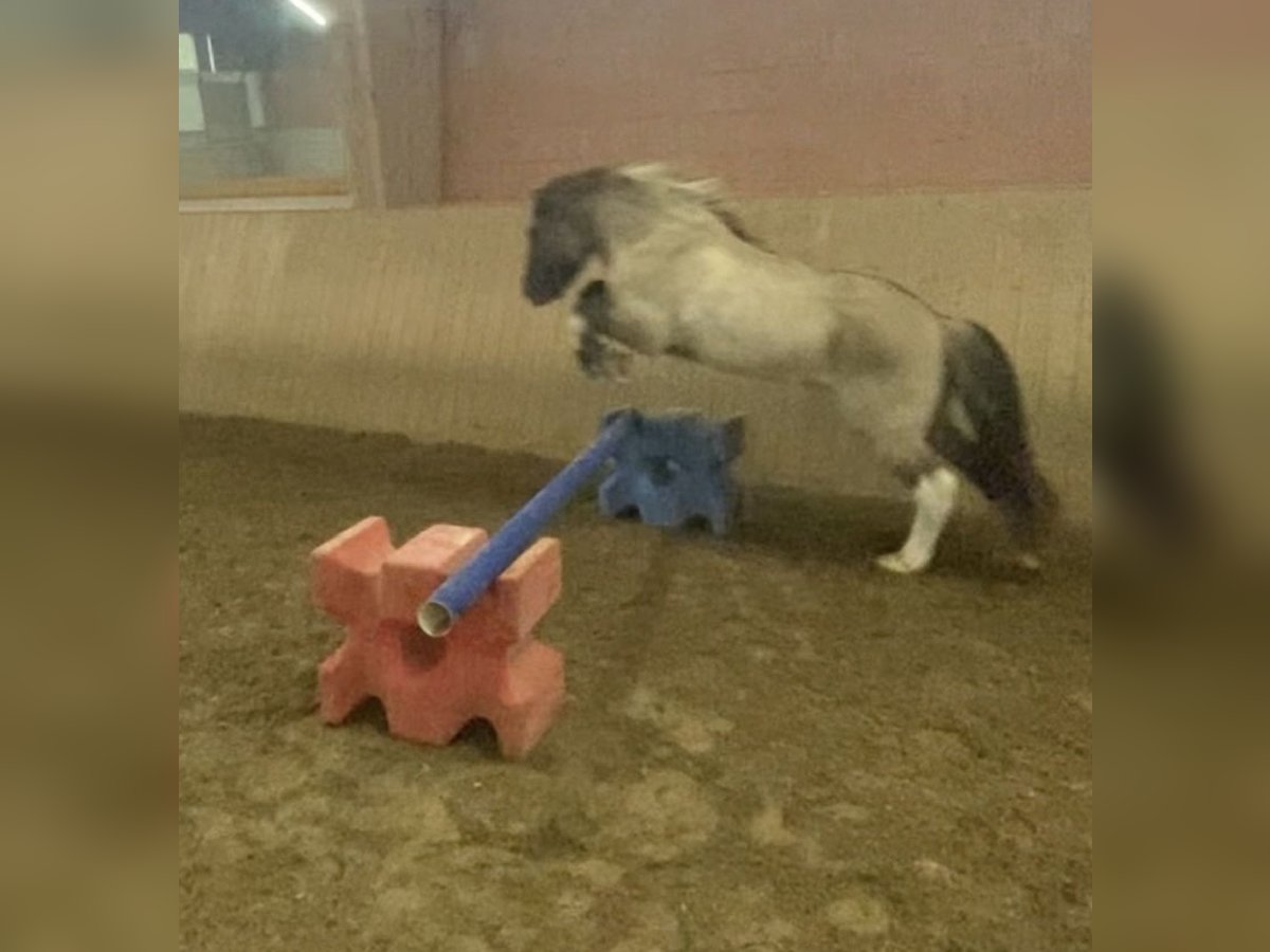 Icelandic Horse Gelding 10 years 14,1 hh Pinto in Fürstenfeldbruck