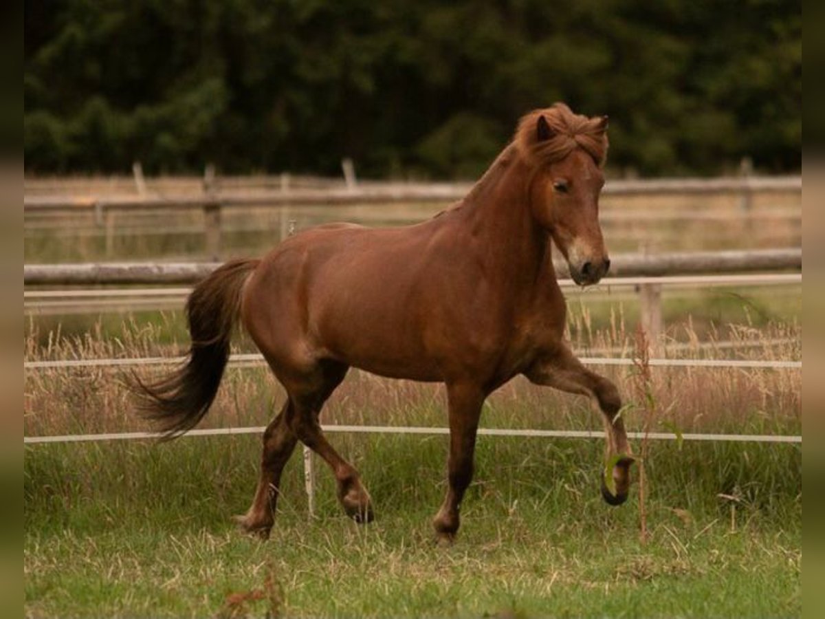 Icelandic Horse Gelding 10 years 14,1 hh Chestnut in Bargfeld-Stegen