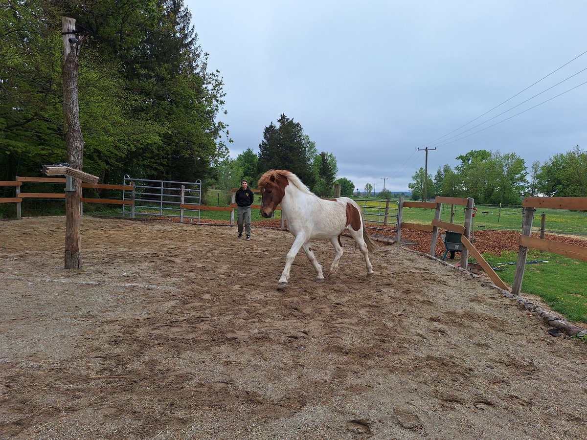 Icelandic Horse Gelding 10 years Pinto in P&#xE4;hl