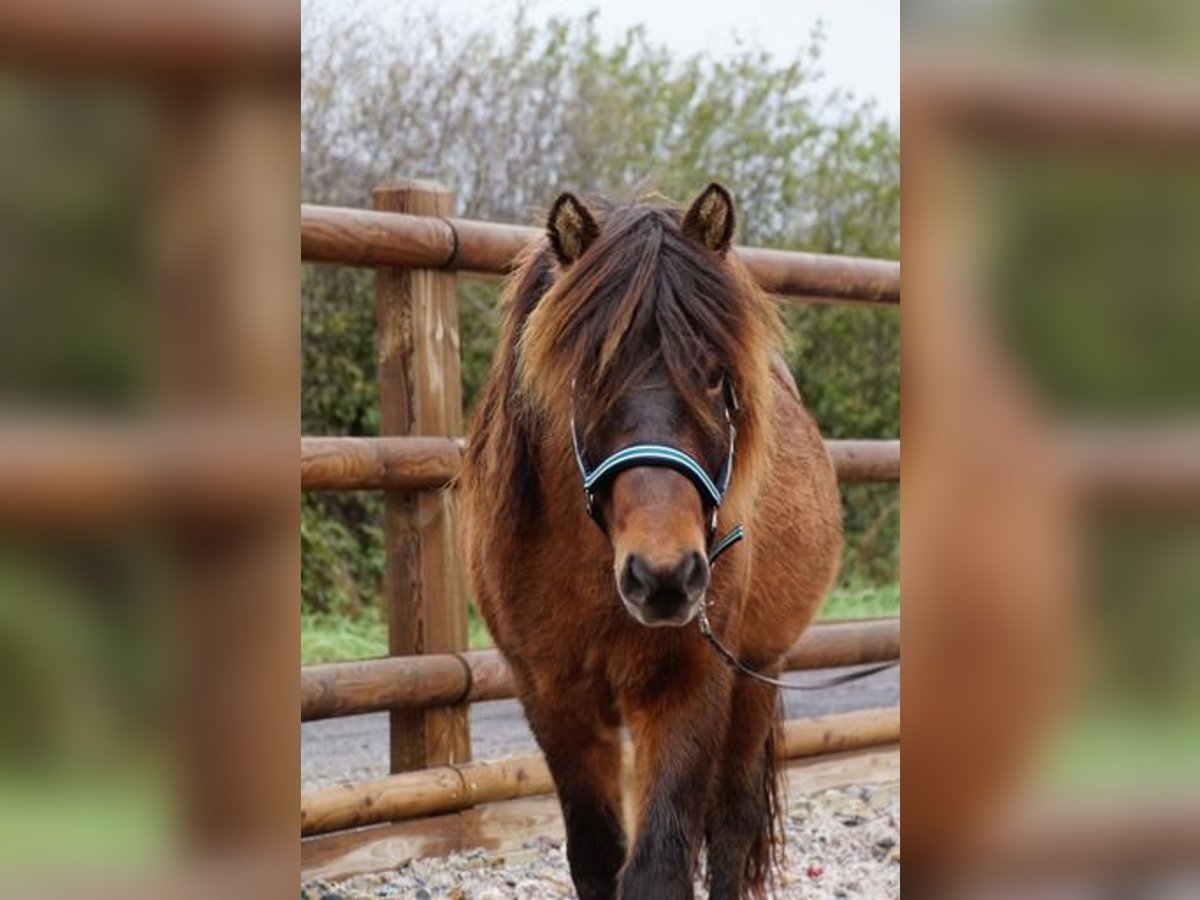 Icelandic Horse Gelding 11 years 13,1 hh Brown in Trier