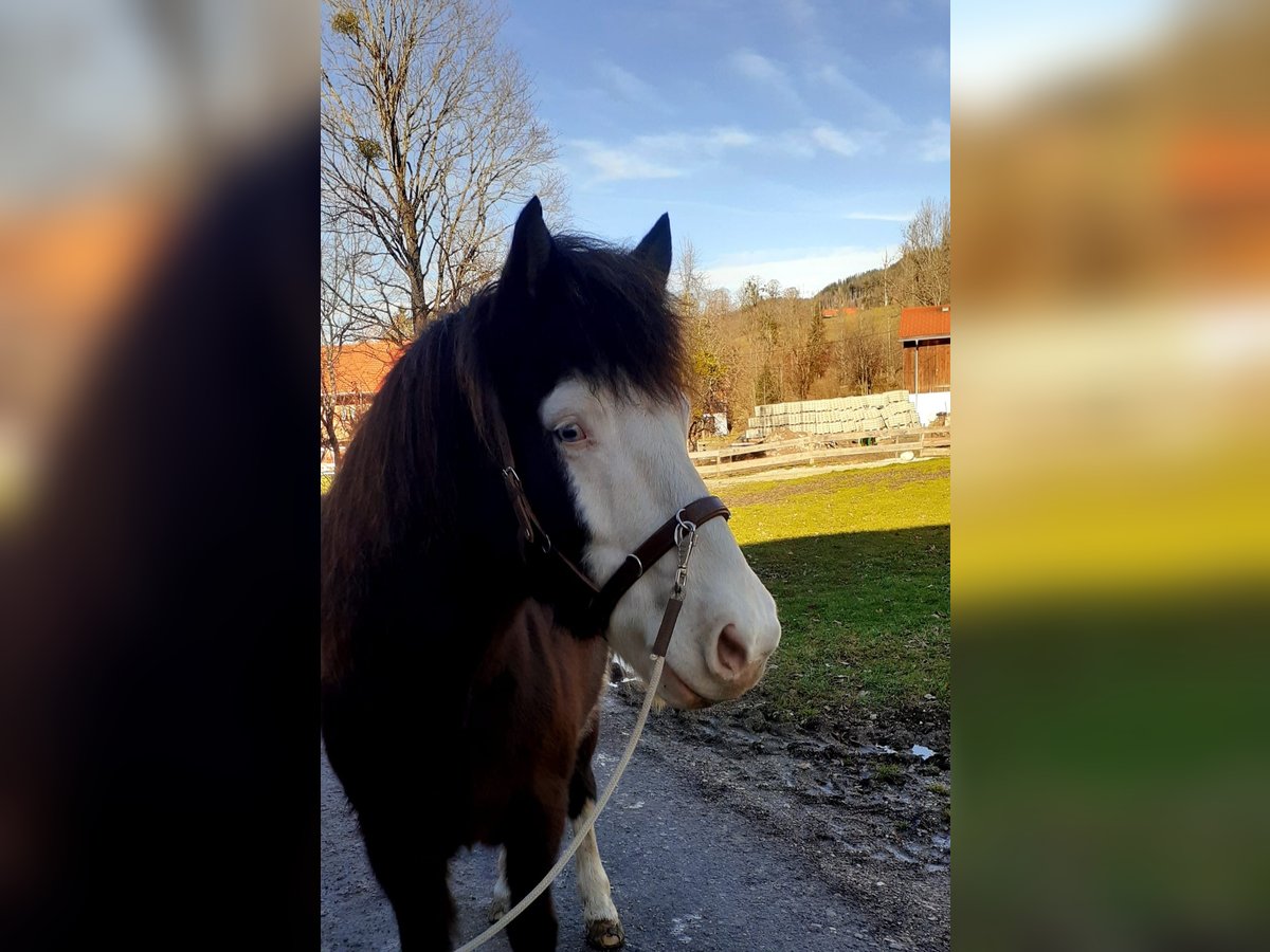 Icelandic Horse Gelding 11 years 13,1 hh in Lenggries