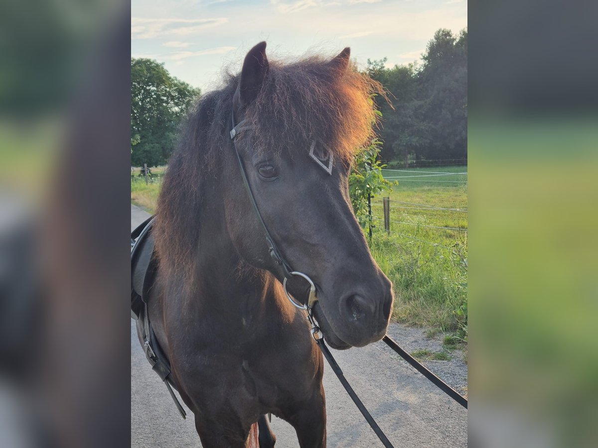 Icelandic Horse Gelding 11 years 13,2 hh Black in Mattersburg