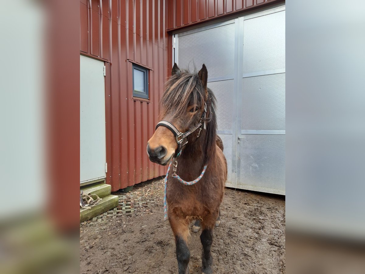 Icelandic Horse Gelding 11 years 13,2 hh Brown in Wildflecken