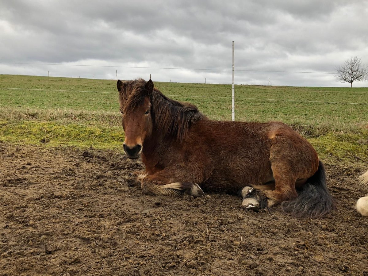 Icelandic Horse Gelding 11 years 13,2 hh Brown in Oberstenfeld