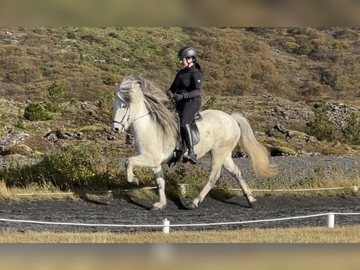 Icelandic Horse Gelding 11 years 13,2 hh Gray in Schneverdingen