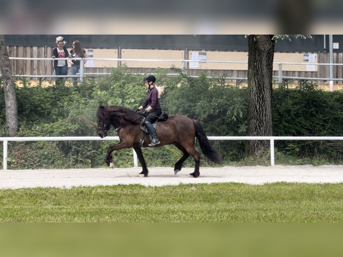 Icelandic Horse Gelding 11 years 13,3 hh Black in Lochen am See