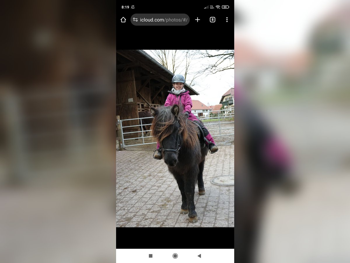 Icelandic Horse Gelding 11 years 13,3 hh Black in Landsberg am Lech