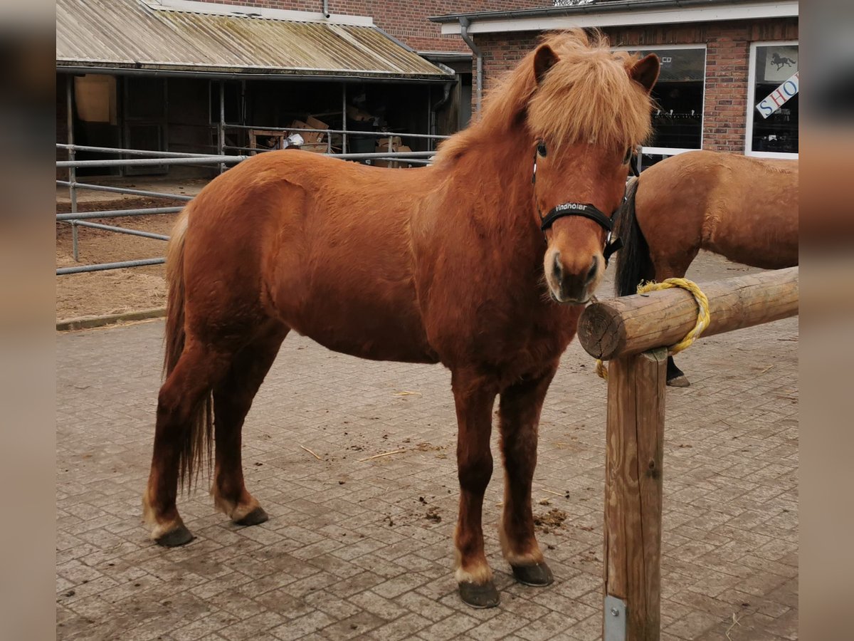 Icelandic Horse Gelding 11 years 13,3 hh Chestnut-Red in Stapelfeld
