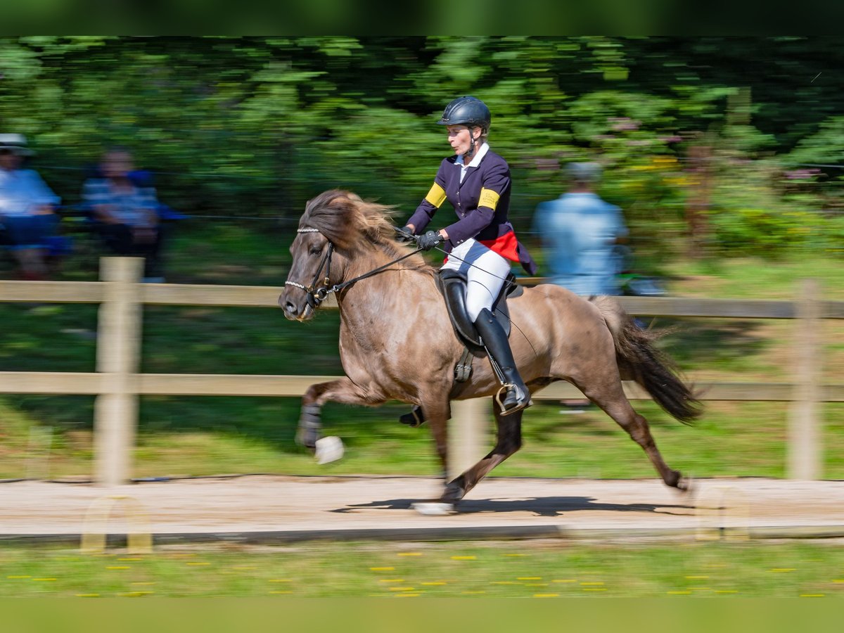 Icelandic Horse Gelding 11 years 13,3 hh Dun in Meckenheim