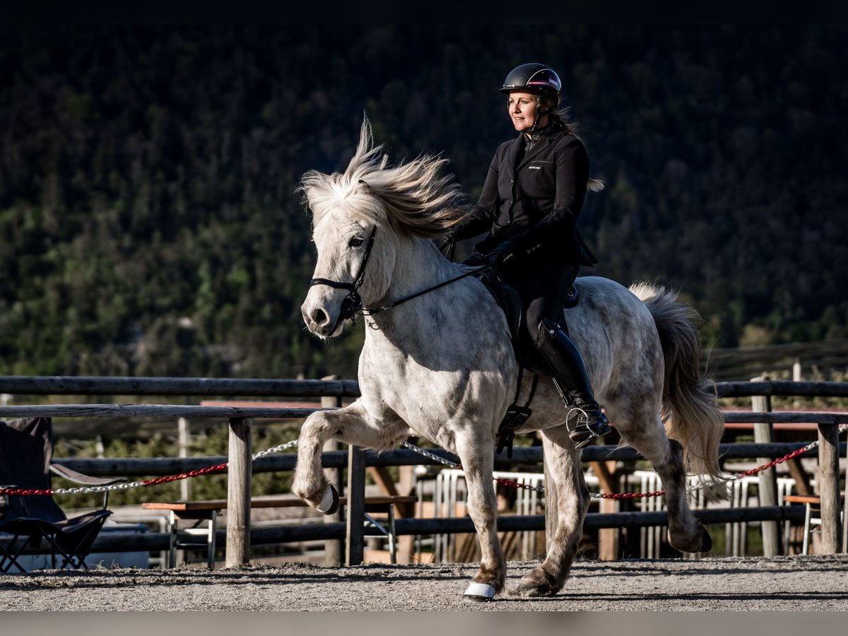 Icelandic Horse Gelding 11 years 13,3 hh Gray-Dark-Tan in inzing