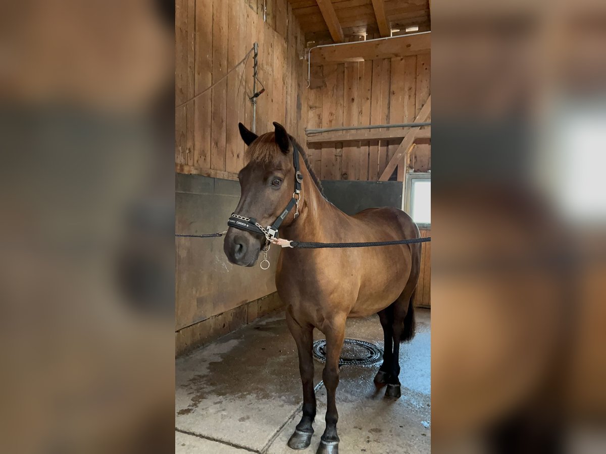 Icelandic Horse Gelding 11 years 14,1 hh Brown in Weilheim in OberbayernWeilheim