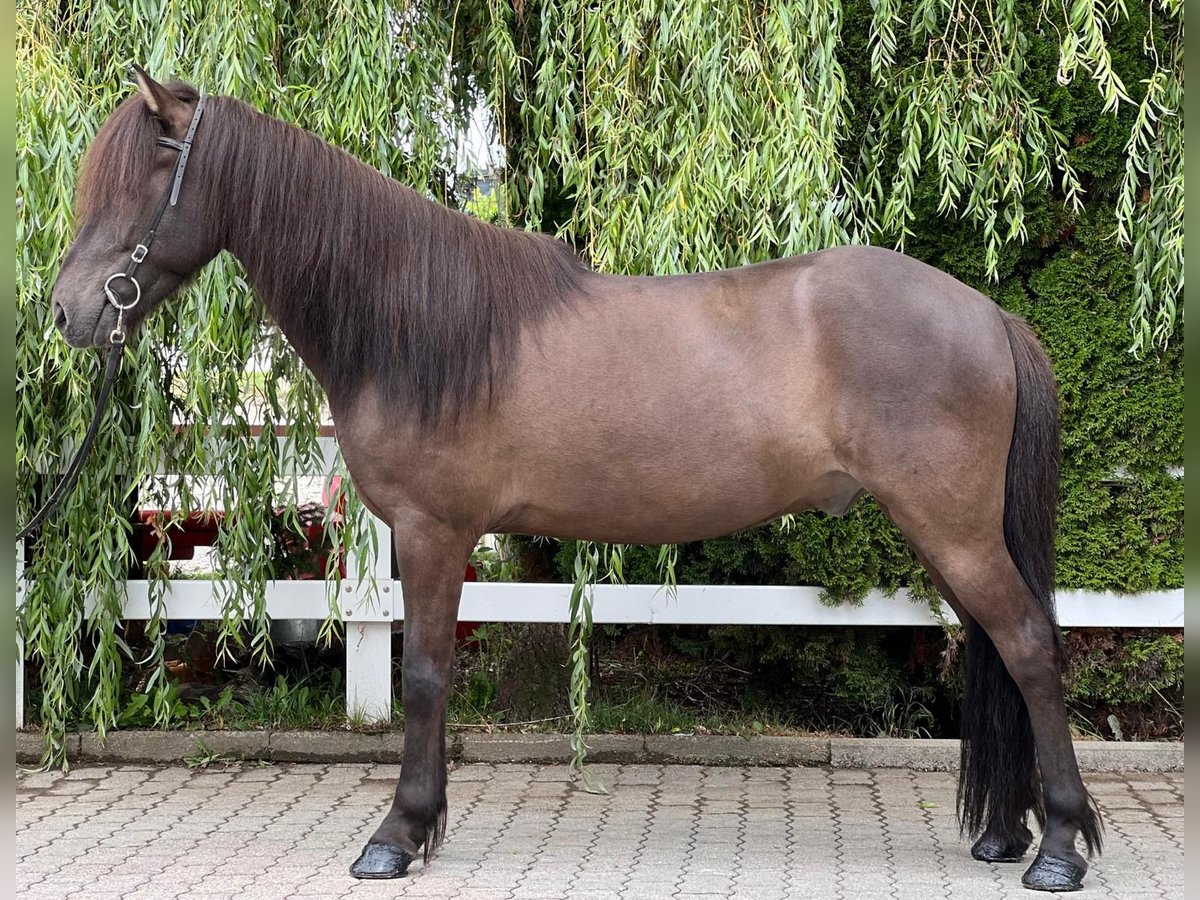 Icelandic Horse Gelding 12 years 13,1 hh Black in Lochen am See