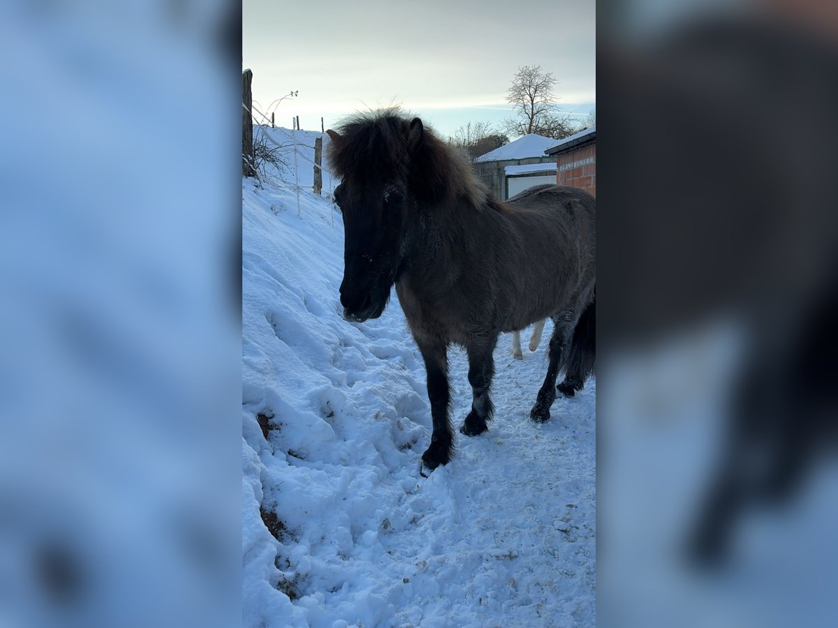 Icelandic Horse Gelding 12 years 13,1 hh in Eschwege