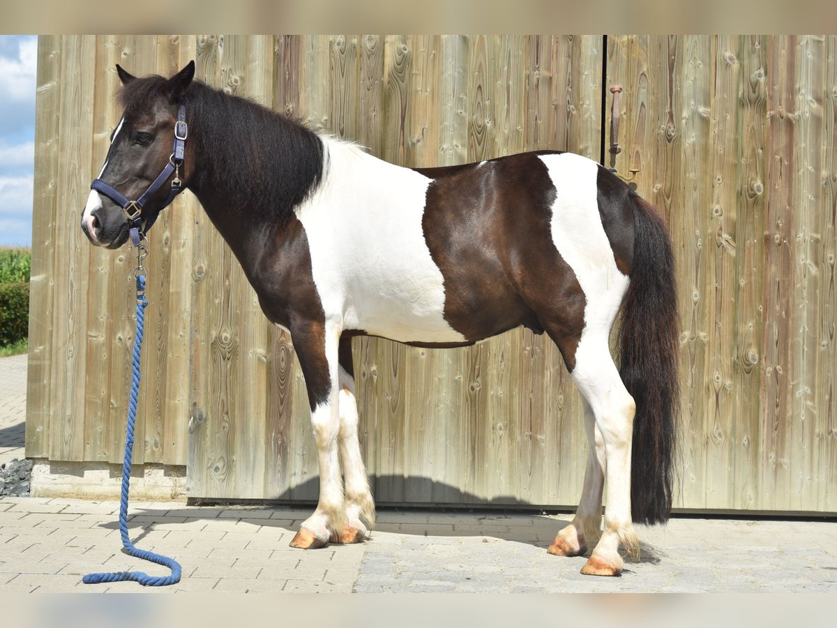 Icelandic Horse Mix Gelding 12 years 13,1 hh Pinto in Pappenheim - Ochsenhart