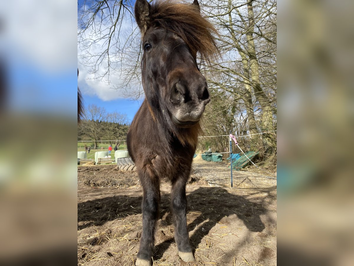 Icelandic Horse Gelding 12 years 13,1 hh Smoky-Black in Egestorf