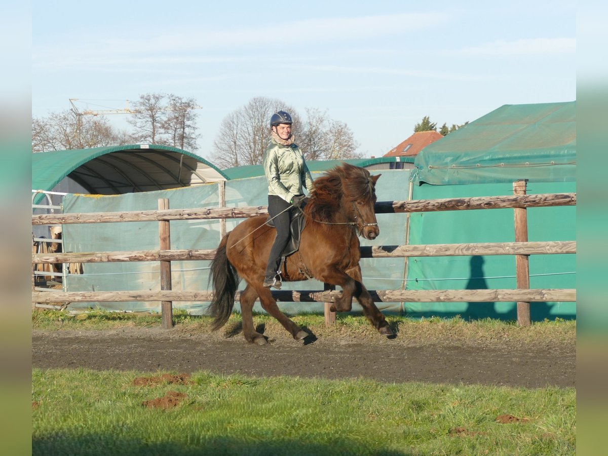 Icelandic Horse Gelding 12 years 13,3 hh Black in Euskirchen