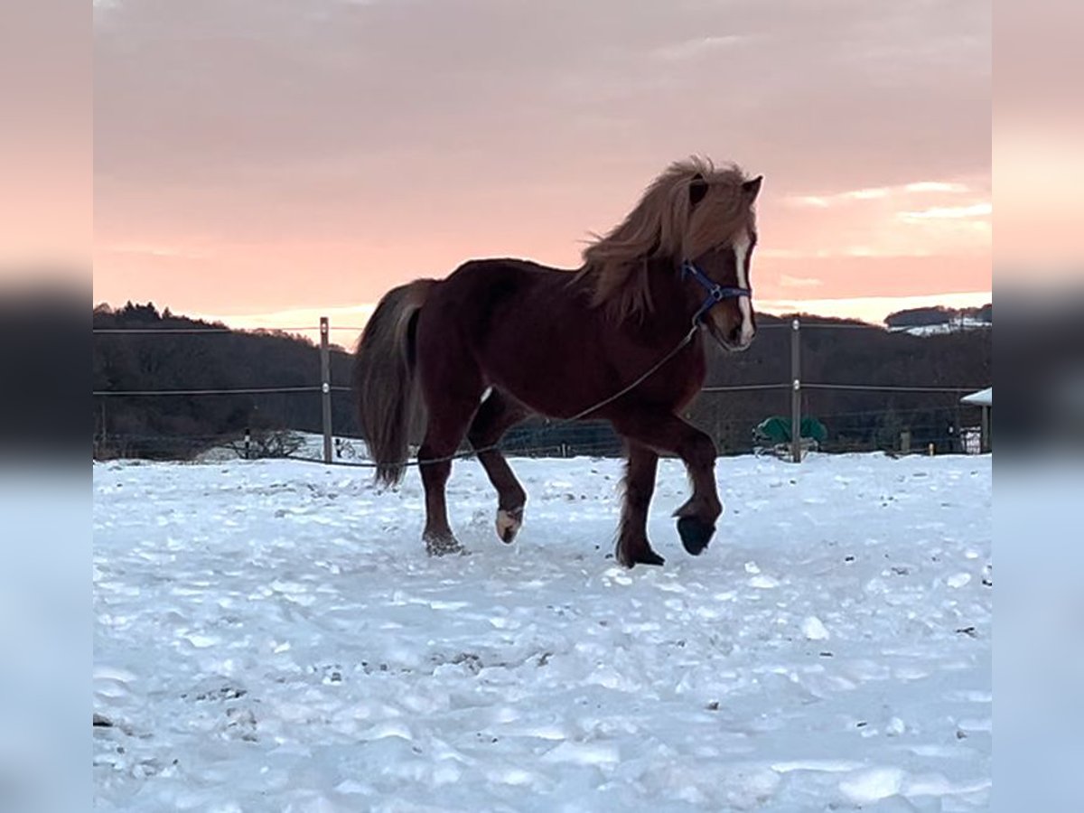 Icelandic Horse Gelding 12 years 13,3 hh Chestnut in Nettersheim