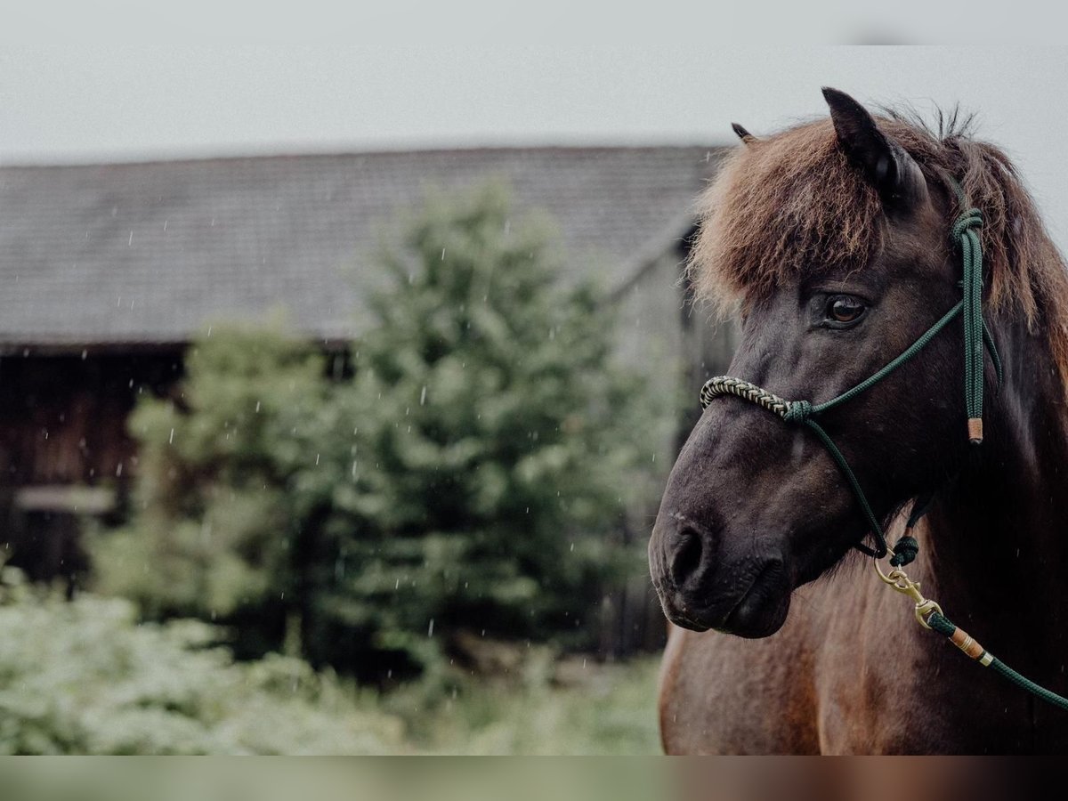 Icelandic Horse Gelding 12 years 13,1 hh Black in Rosenberg