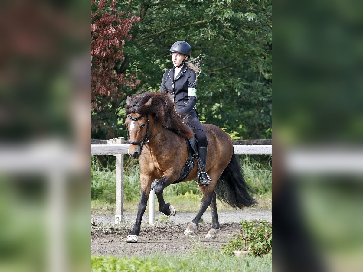 Icelandic Horse Gelding 12 years 13,1 hh Brown in Zwingenberg