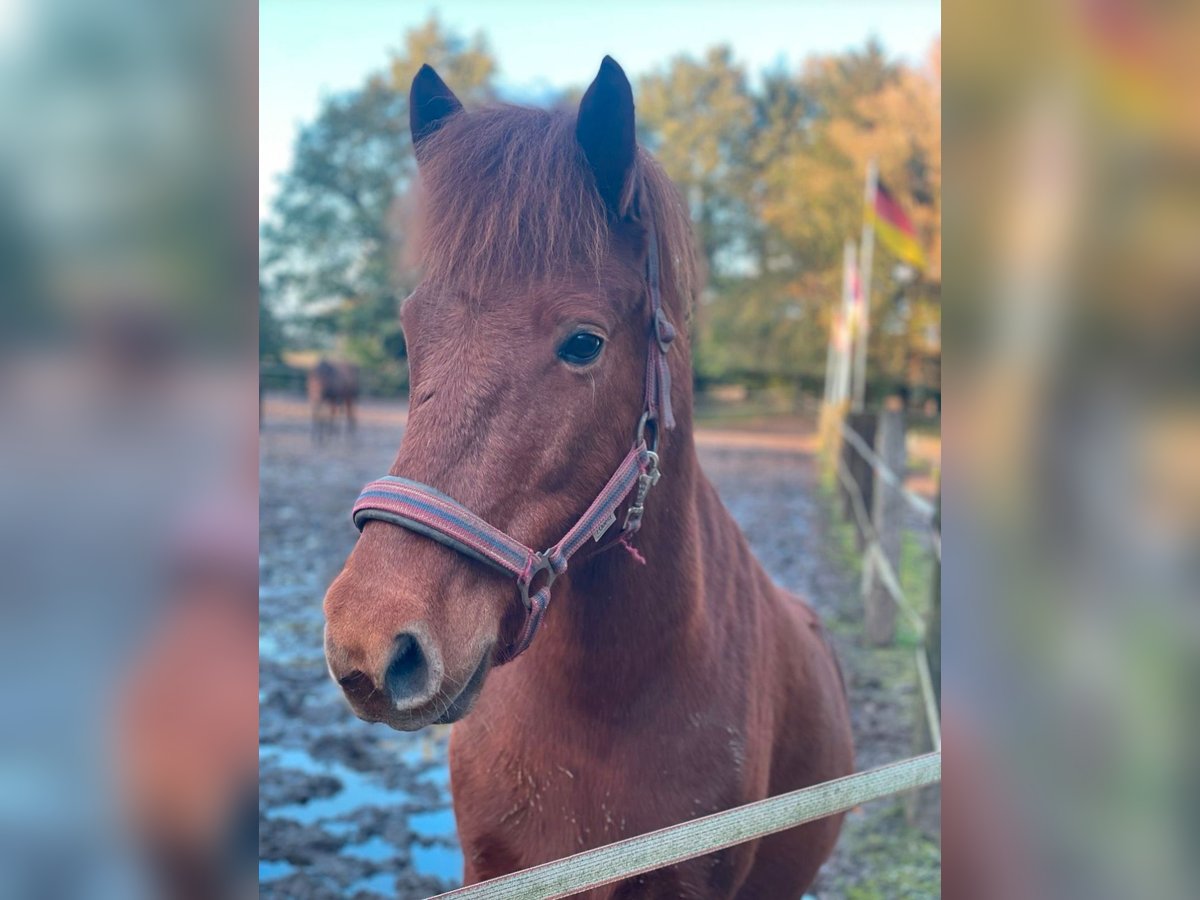 Icelandic Horse Gelding 12 years 14,1 hh Chestnut-Red in Nordhorn