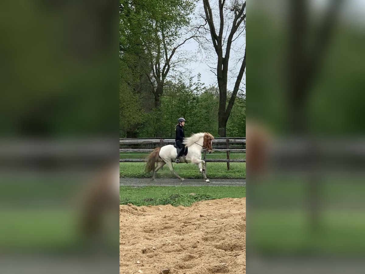 Icelandic Horse Gelding 12 years 14 hh Pinto in Schenefeld