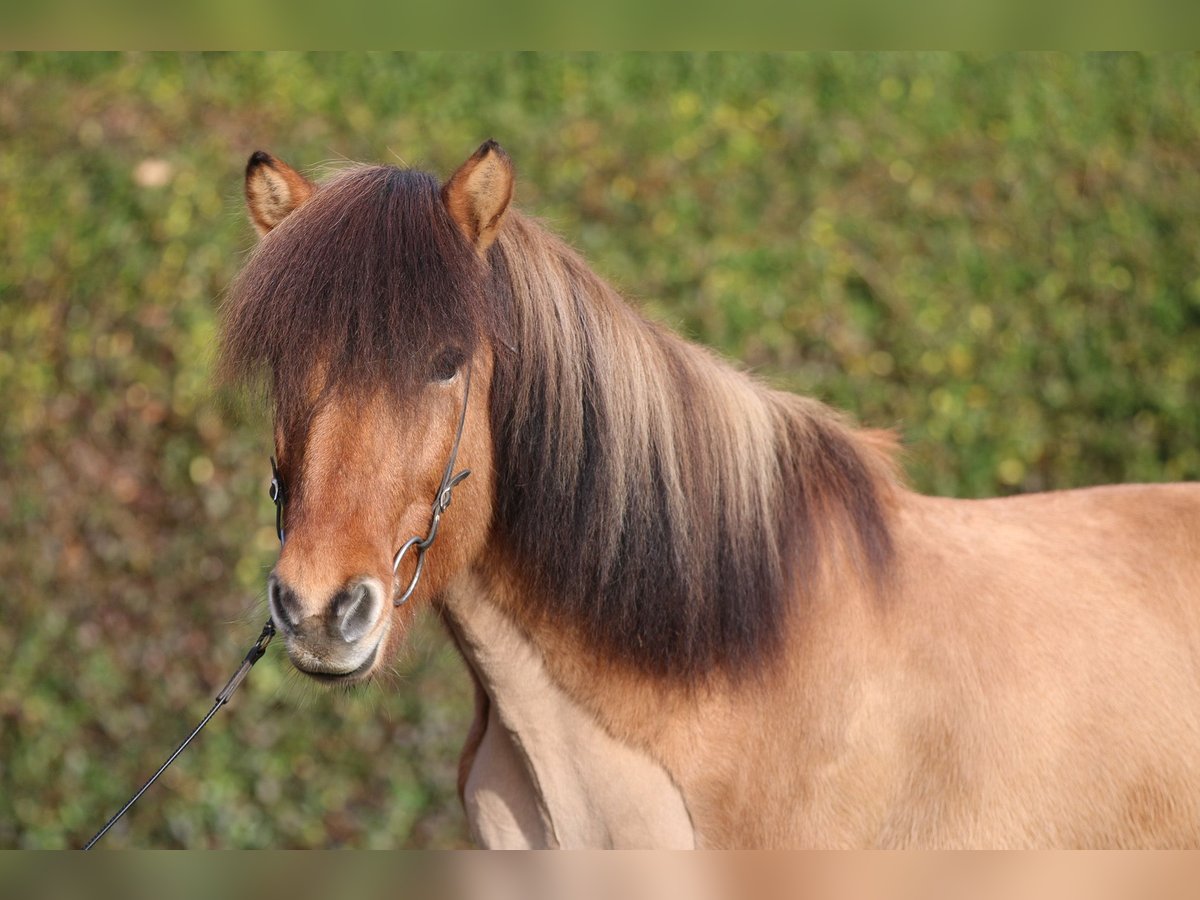 Icelandic Horse Gelding 12 years 14,1 hh Dun in Dohm-Lammersdorf