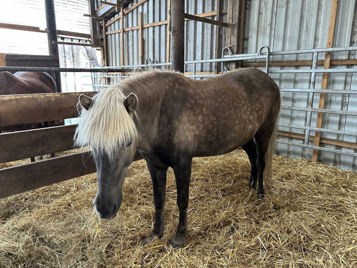 Icelandic Horse Gelding 12 years 14,1 hh Grullo in Twistetal