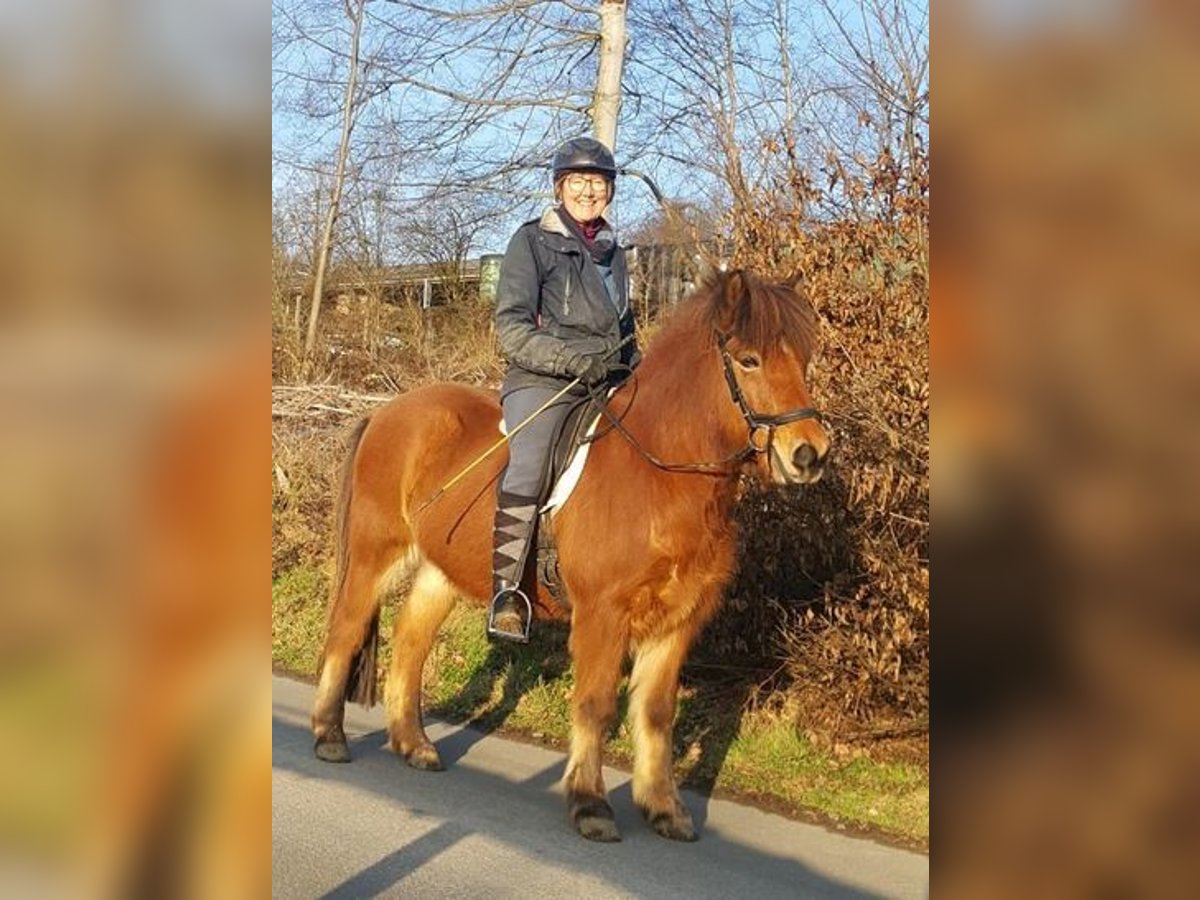 Icelandic Horse Gelding 13 years 13 hh Brown in Engelskirchen