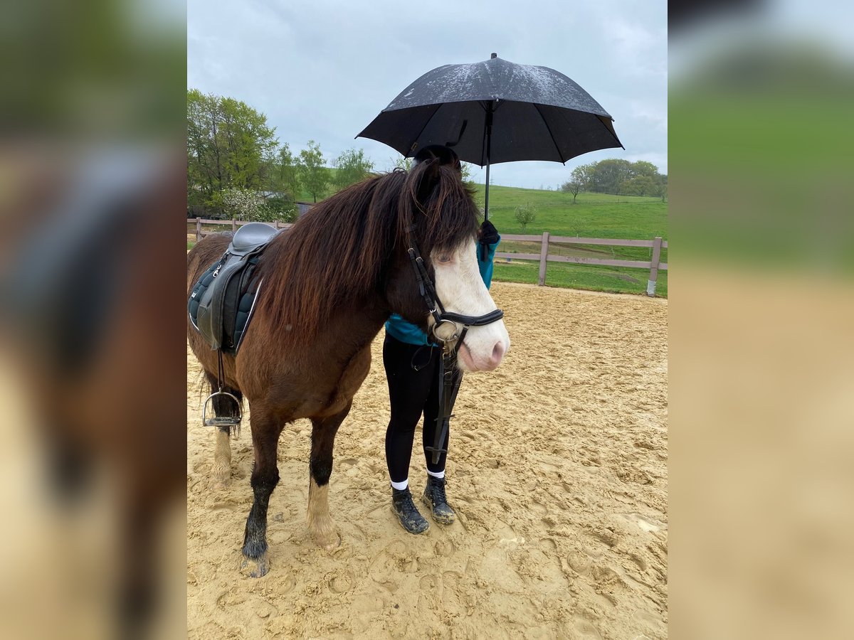 Icelandic Horse Gelding 13 years 13,1 hh Pinto in Oberraden