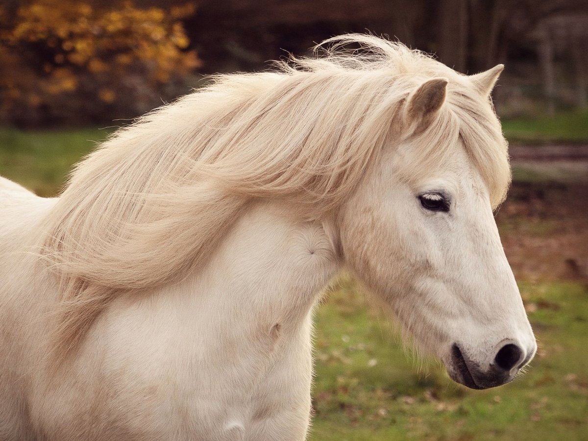 Icelandic Horse Gelding 13 years 13,2 hh Grey in Kassel