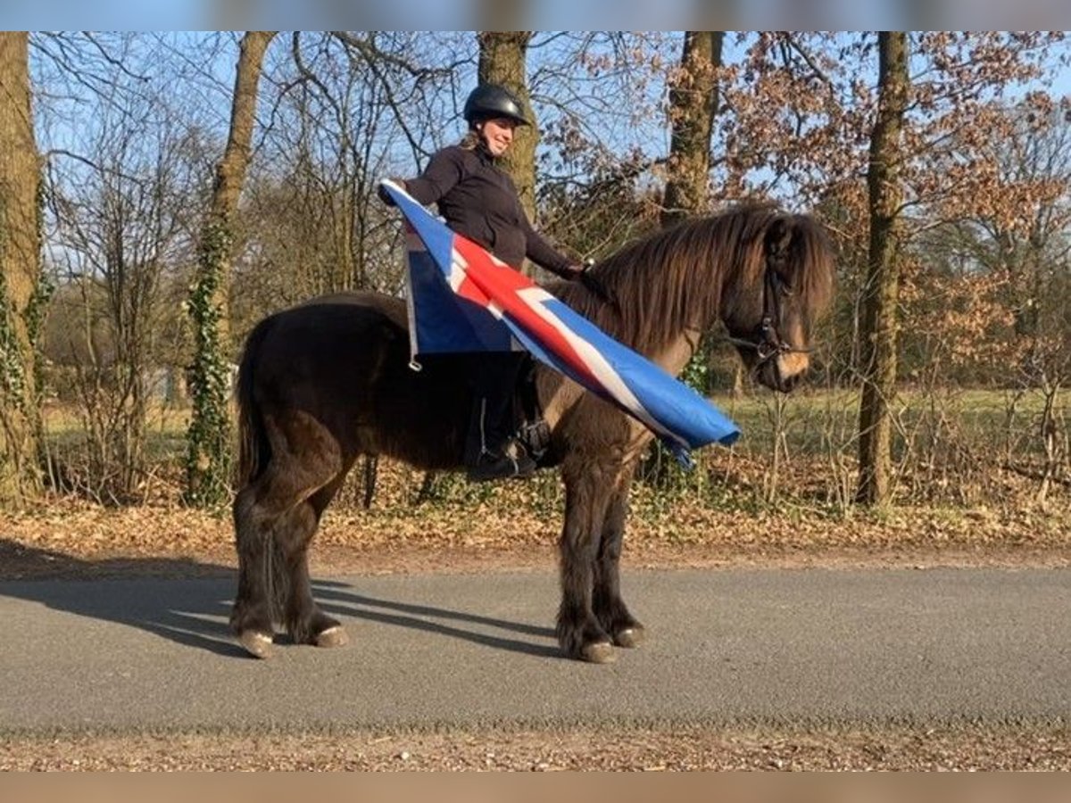 Icelandic Horse Gelding 13 years 14,2 hh Brown in Schneverdingen