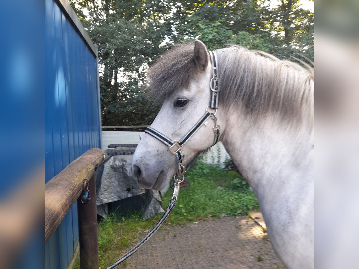 Icelandic Horse Gelding 13 years 14,1 hh Grey in Reinbek