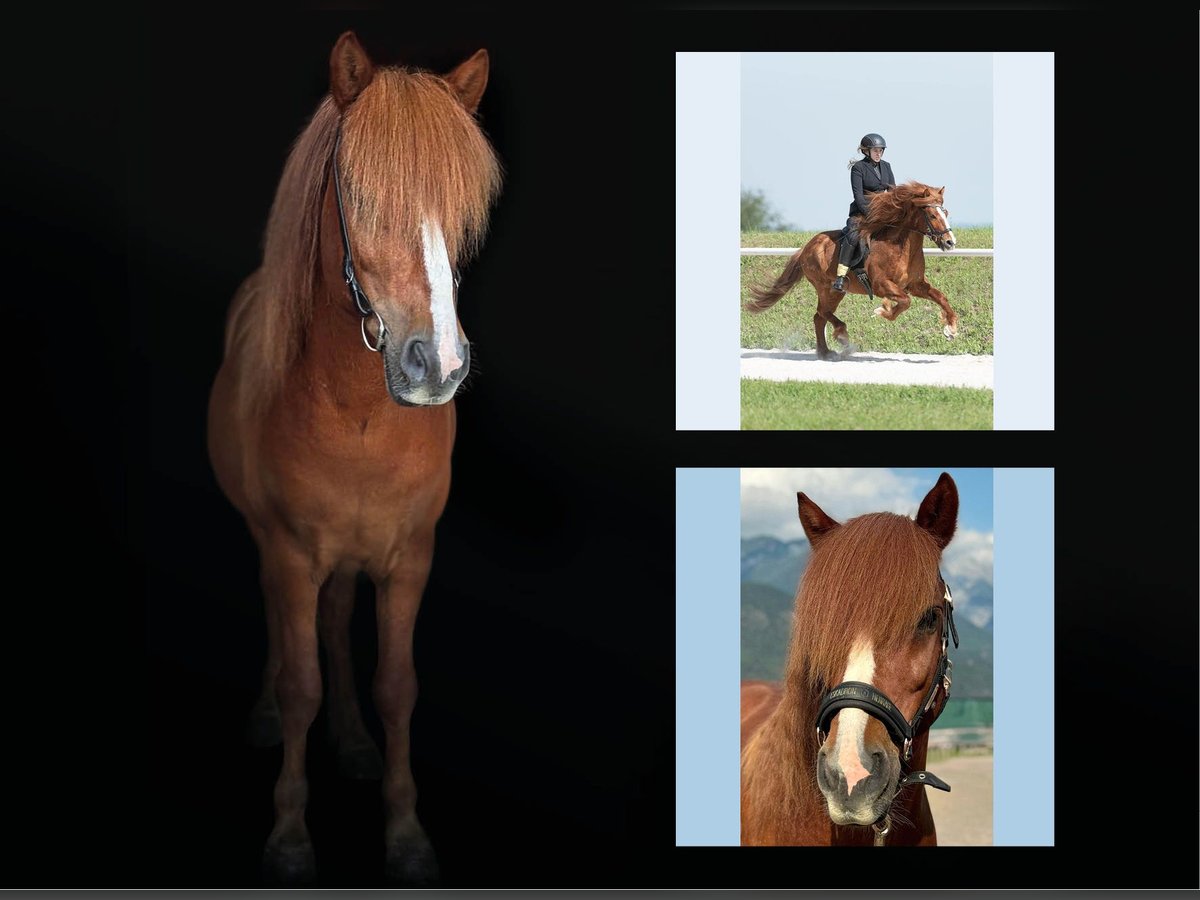 Icelandic Horse Gelding 13 years Chestnut-Red in Tirol